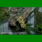 g_chiloschista-yunnanensis