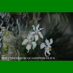 g_holcoglossum-quasispinifolius