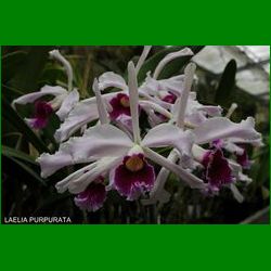 g_laelia-purpurata