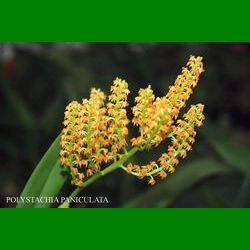 g_polystachia-paniculata