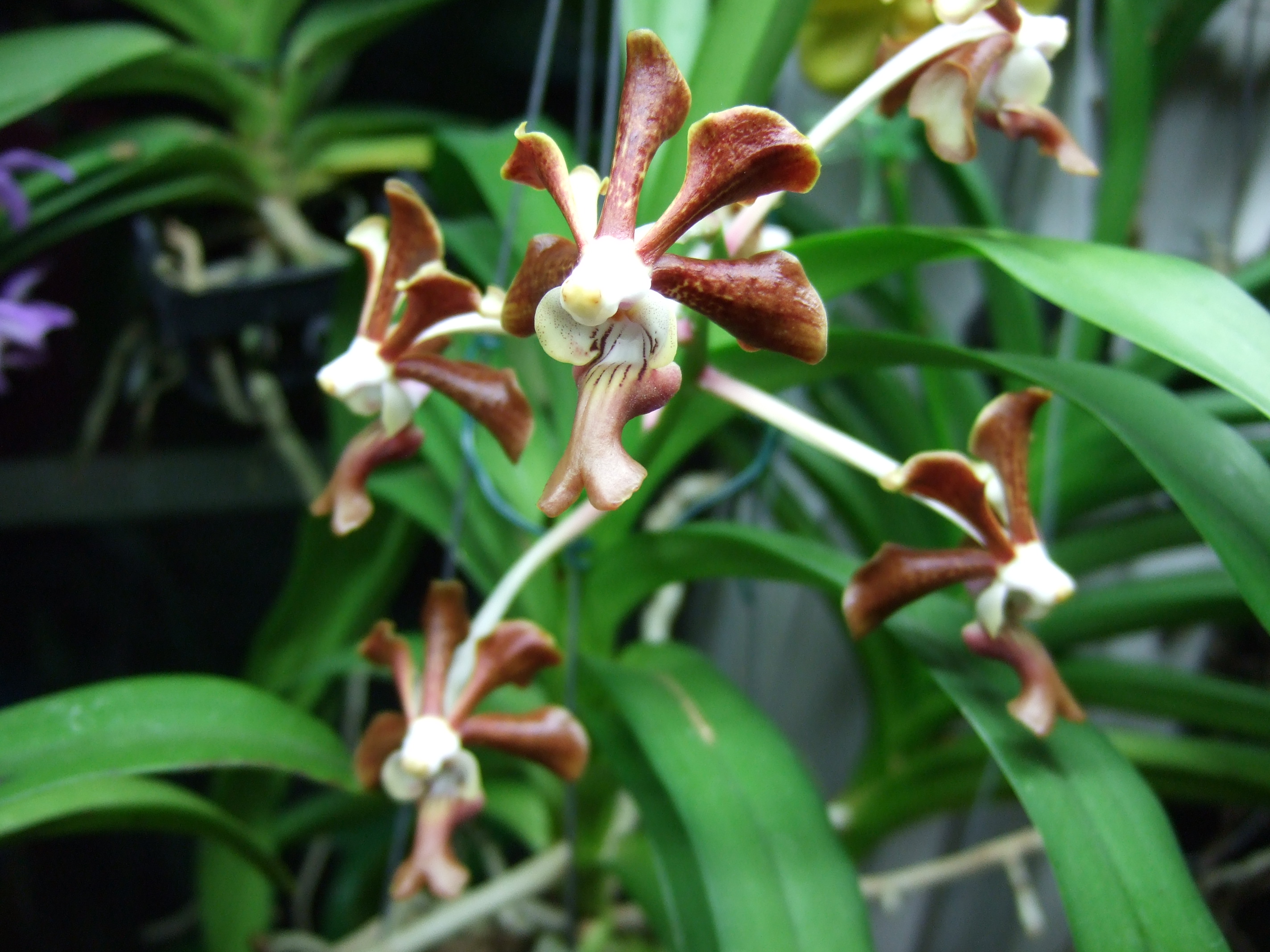 orkidee 7 dec-14 jan 2011 019