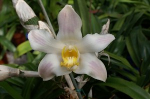 KONICA MINOLTA DIGITAL CAMERA