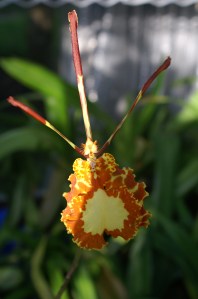 KONICA MINOLTA DIGITAL CAMERA