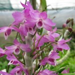 dendrobium-parishii