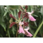 encyclia-cashen-s-chocolate-rose