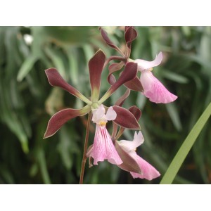 encyclia-cashen-s-chocolate-rose