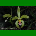 g_cattleya-schofieldiana.jpg