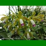 g_CATTLEYA GUTTATA CARLOS