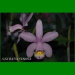 g_CATTLEYA VENOSA