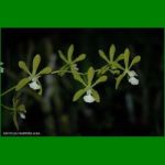 g_ENCYCLIA TAMPENSE ALBA