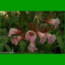 g_GALEANDRA BAUERII