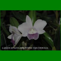 g_LAELIOCATTLEYA MINI PURPLE VAR COERULEA
