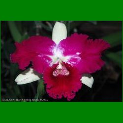 g_LAELIOCATTLEYA WHITE SPARK PANDA