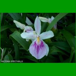 g_MILTONIA SPECTABILIS