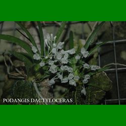 g_PODANGIS DACTYLOCERAS