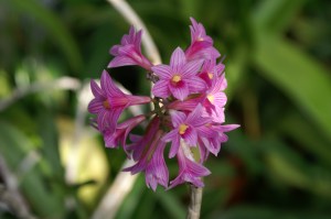 KONICA MINOLTA DIGITAL CAMERA