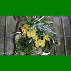 g_CHILOSCHISTA PUSILLA