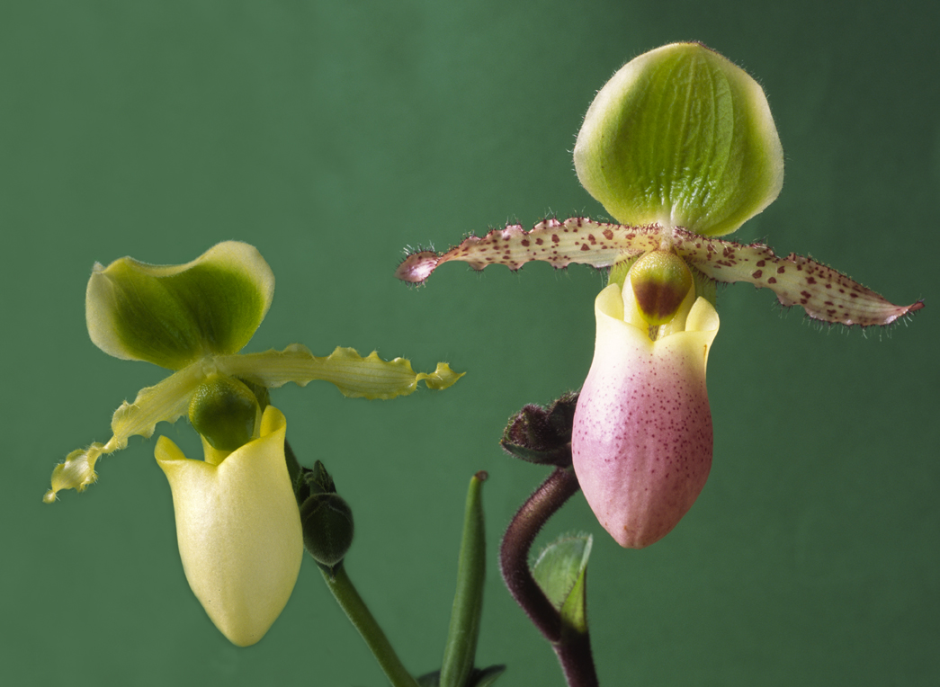 606Paphiopedilum Pinochio