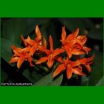 g_CATTLEYA AURANTIACA