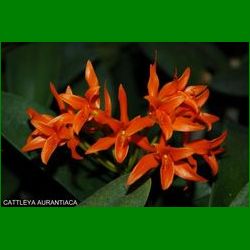 g_CATTLEYA AURANTIACA