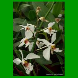 g_HOLCOGLOSSUM WANGII