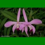 g_LAELIA PERRINII