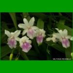 g_MILTONIA REGNELLII