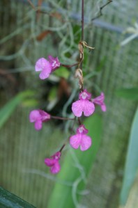 KONICA MINOLTA DIGITAL CAMERA