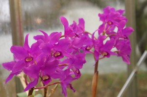 KONICA MINOLTA DIGITAL CAMERA