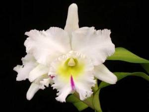 brassolaeliocattleya-mount-hood-mary-foto-1634