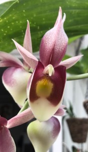 Catasetum pileatum x expansum