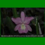g_BRASSOLAELIOCATTLEYA LITTLE MARMAID JANE AM-AOS