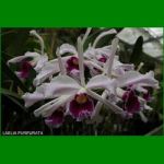 g_LAELIA PURPURATA