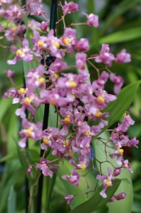 KONICA MINOLTA DIGITAL CAMERA