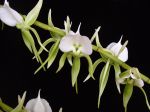 1024px-Angraecum_eburneum_-_Flickr_003