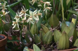 1280px-Coelogyne_cinnamomea_002_GotBot_2016