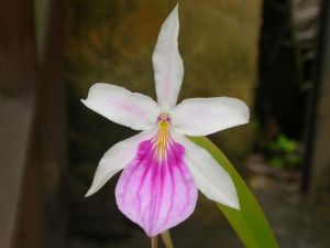 1280px-Miltonia_spectabilis_1