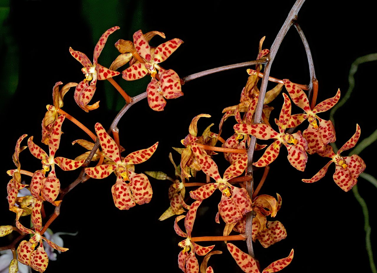 1280px-Renanthera_monachica_Orchi_053-1
