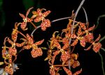1280px-Renanthera_monachica_Orchi_053-1