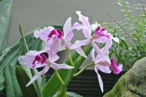1920px-Laelia_purpurata_'Harford's_Blush'