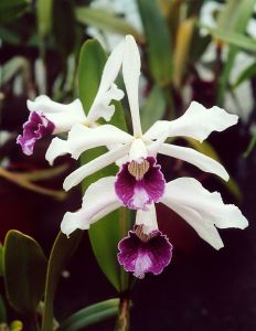 800px-A_and_B_Larsen_orchids_-_Laelia_purpurata_918-5