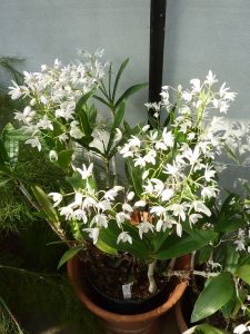 800px-Dendrobium_x_delicatum_(Orchidaceae)_plant