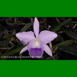 g_CATTLEYA BLUE VELVET SURPRISE