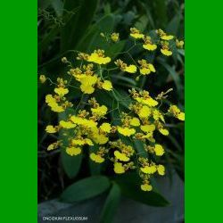 g_ONCIDIUM FLEXUOSUM