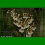 g_ONCIDIUM VARIEGATUM