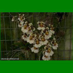 g_ONCIDIUM VARIEGATUM.jpg