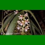 g_SACCOLABIUM ODORATISSIMUM