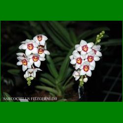 g_SARCOCHILUS FITZGERALDII.jpg