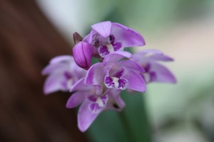 Pink_Rock_Orchid_-_Dendrobium_Kingianum_(7994896258)