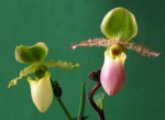 606Paphiopedilum Pinochio